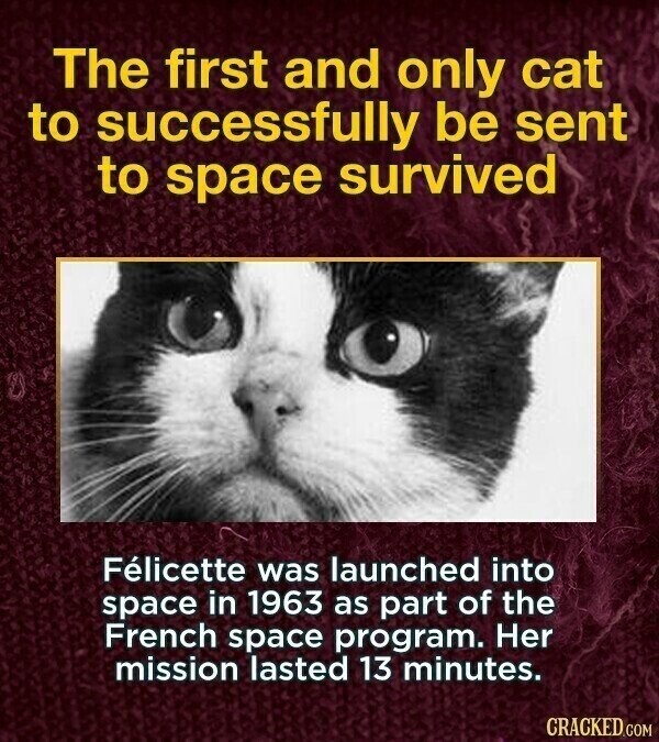 The first and only cat to successfully be sent to space survived Félicette was launched into space in 1963 as part of the French space program. Her mission lasted 13 minutes. CRACKED.COM