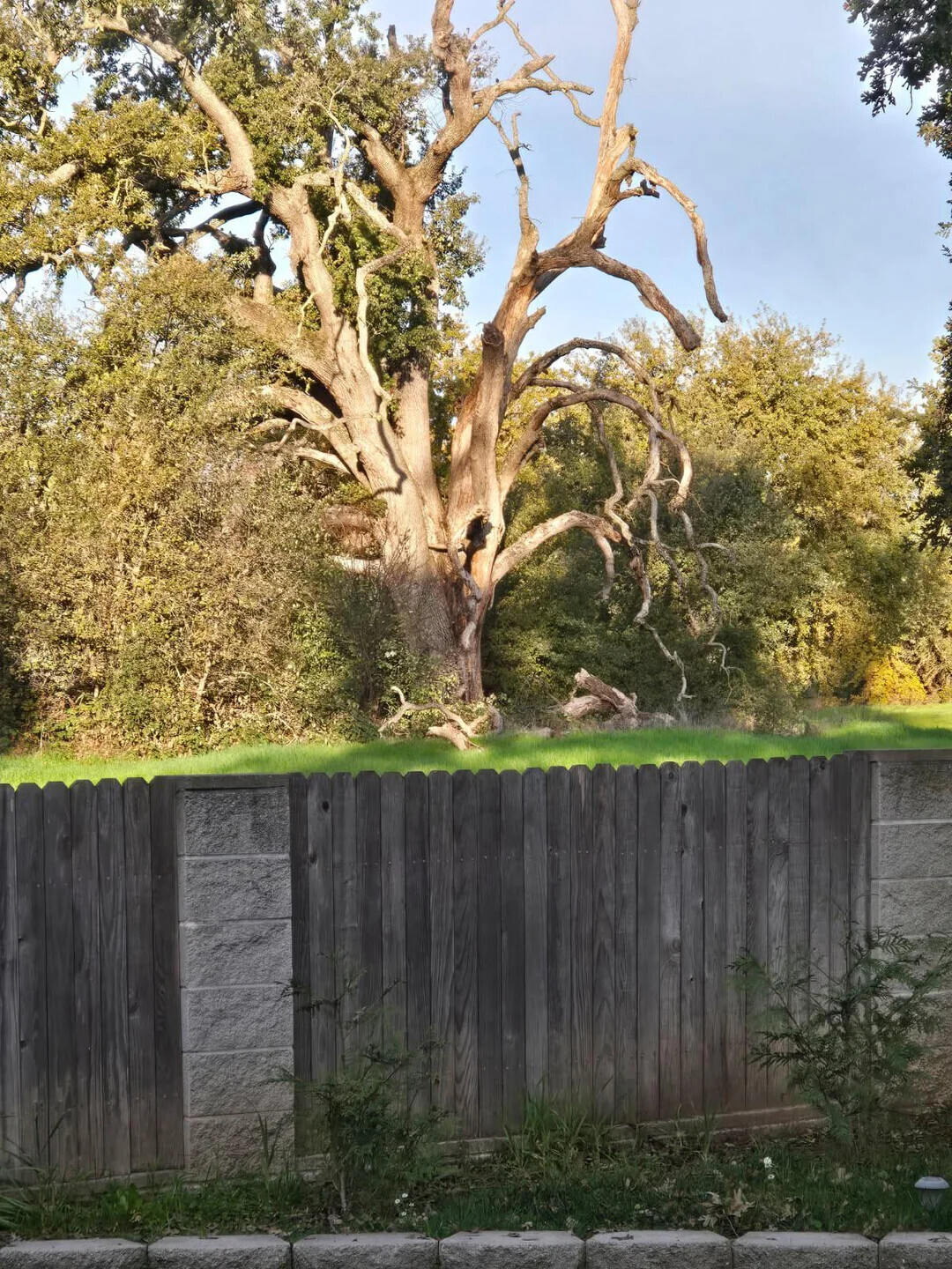 Wtf Tree Image 20 Photos You Might Have to Look at Twice to Understand | Cracked.com