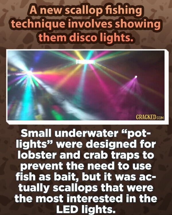 A new scallop fishing technique involves showing them disco lights. CRACKED.COM Small underwater pot- lights were designed for lobster and crab traps to prevent the need to use fish as bait, but it was ac- tually scallops that were the most interested in the LED lights.