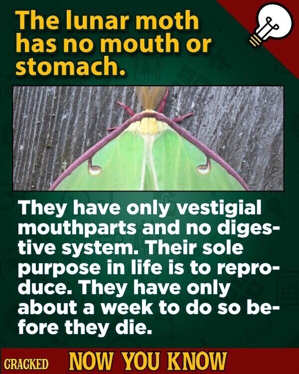 The lunar moth has no mouth or stomach. They have only vestigial mouthparts and no diges- tive system. Their sole purpose in life is to repro- duce. They have only about a week to do so be- fore they die. CRACKED NOW YOU KNOW
