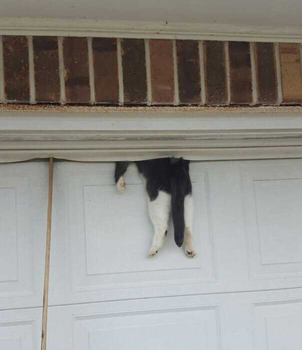 Photos That Will Have Darwin Rolling Over in His Grave