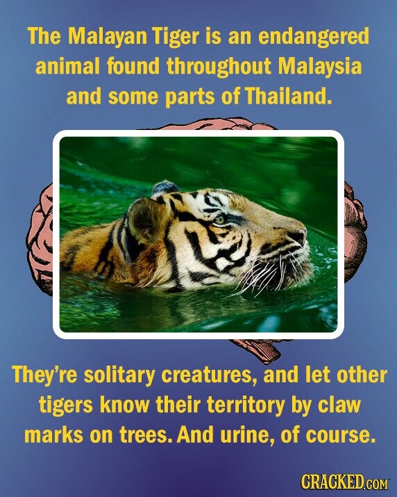 The Malayan Tiger is an endangered animal found throughout Malaysia and some parts of Thailand. They're solitary creatures, and let other tigers know their territory by claw marks on trees. And urine, of course. CRACKED.COM