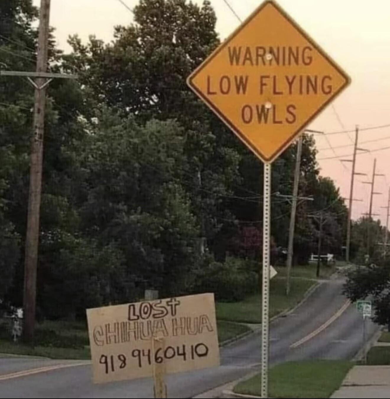 WARNING LOW FLYING OWLS LOST CHIHUA HUA 918 9460410