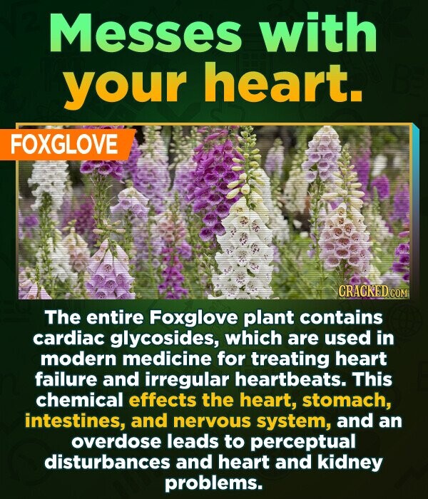 Messes with your heart. FOXGLOVE CRACKED.COM The entire Foxglove plant contains cardiac glycosides, which are used in modern medicine for treating heart failure and irregular heartbeats. This chemical effects the heart, stomach, intestines, and nervous system, and an overdose leads to perceptual disturbances and heart and kidney problems.