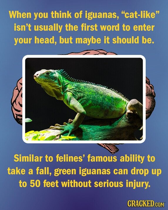When you think of iguanas, cat-like isn't usually the first word to enter your head, but maybe it should be. Similar to felines' famous ability to take a fall, green iguanas can drop up to 50 feet without serious injury. CRACKED.COM