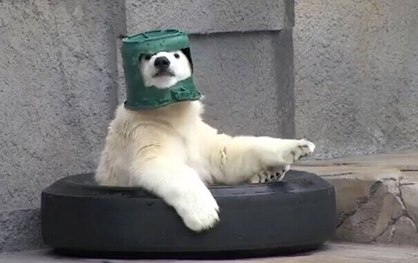 Photos That Will Have Darwin Rolling Over in His Grave