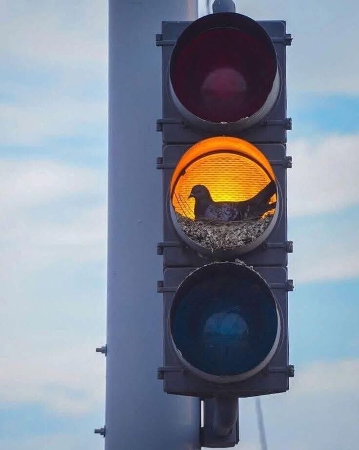 Tk Photos That Look Normal Until You Zoom In