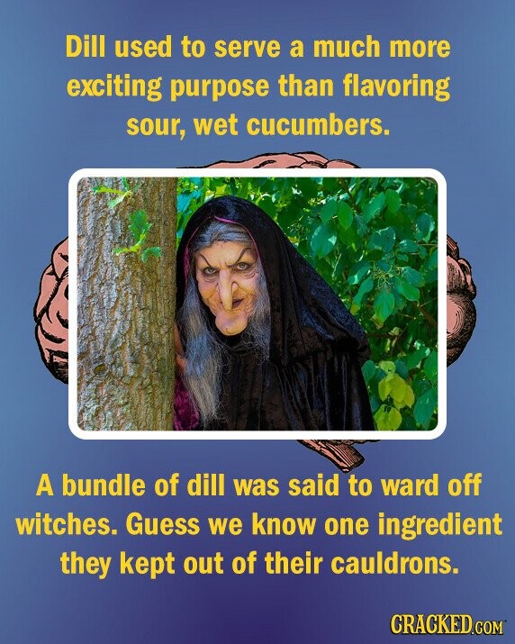 Dill used to serve a much more exciting purpose than flavoring sour, wet cucumbers. A bundle of dill was said to ward off witches. Guess we know one ingredient they kept out of their cauldrons. CRACKED.COM