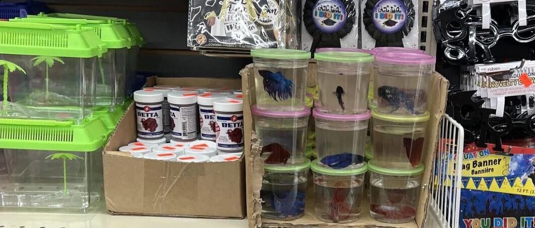 STES Awa an Kittia Acitia DD m IDD m FRESH Wi to CO 16 AUTOCOLO rel robies GRADU ON a NOVELTY DE NOUVEAUT - CASASOL NOVEDAD or GRAD BETTA A BE BETTA - - - - : UAT ON ag Banner Bannière - 12 FT (3. YOU DID IT