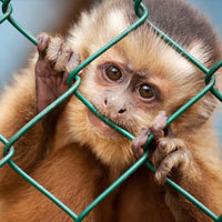 5 Things Nobody Tells You About Breeding Endangered Animals ...