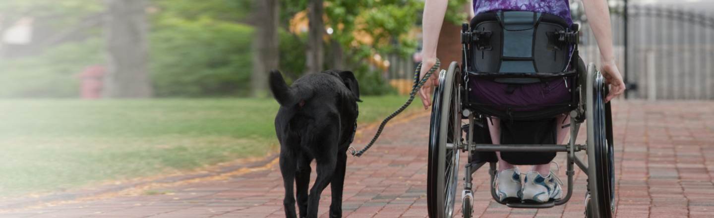 6 Things You Learn Training, And Owning, Service Dogs