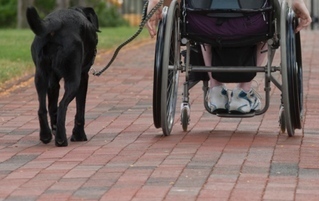 6 Things You Learn Training, And Owning, Service Dogs