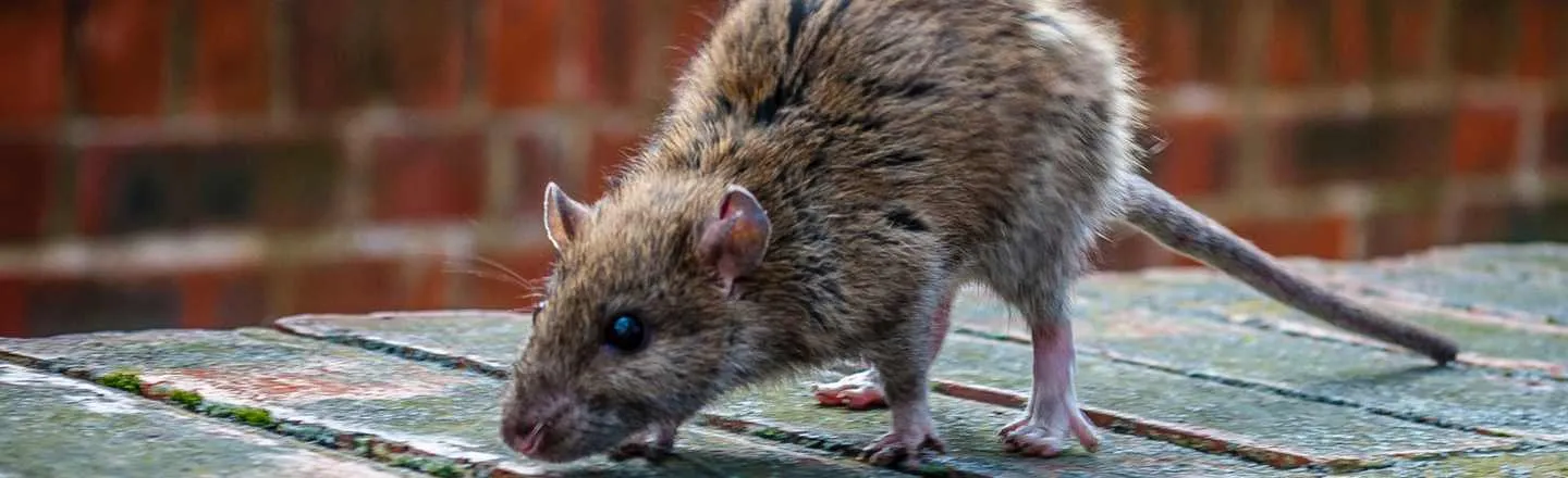 6 Creepy Realities Of The (Shockingly Real) Rat Hunting Game