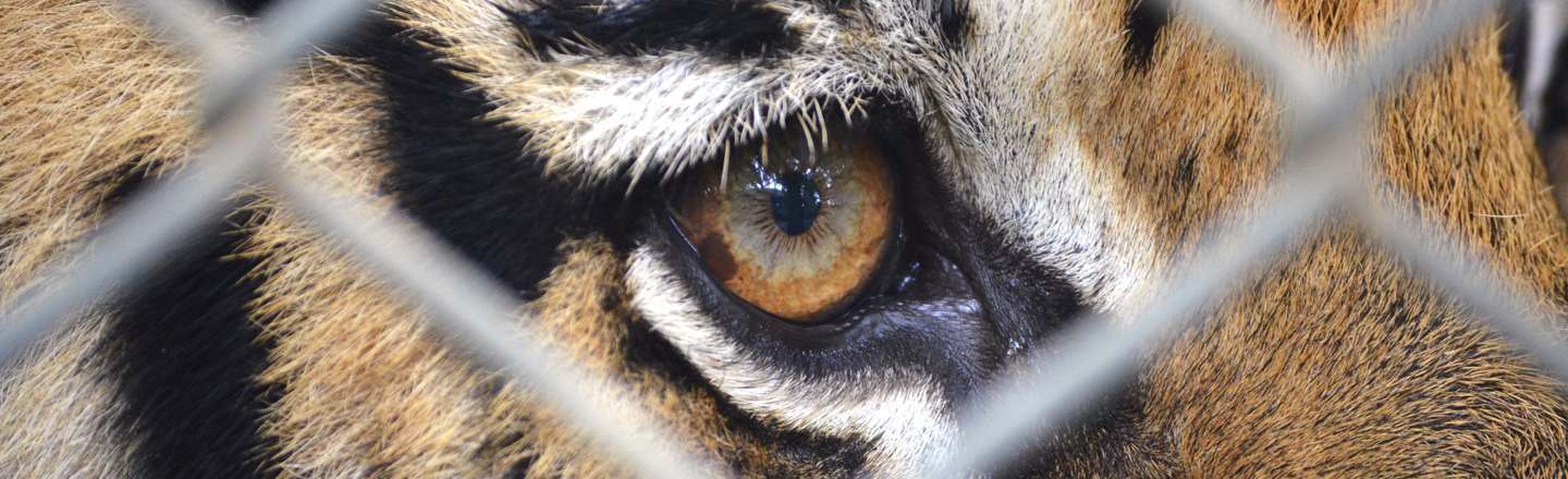 We Hate Pandas: 6 Realities Of Life As A Zookeeper