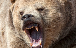 6 Things You Learn Being Mauled By Bears