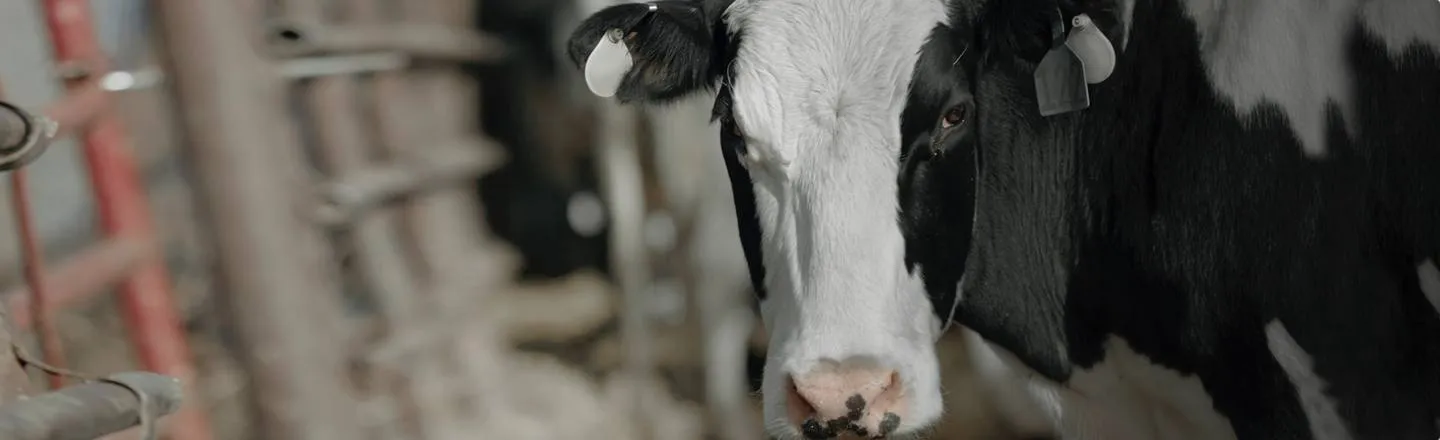 6 Shockingly Brutal Realities Of An Organic Dairy Farm