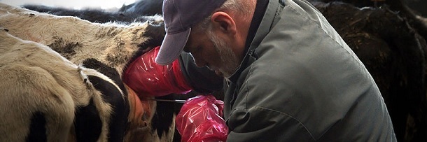 I Trick Bulls Into Gay Sex: 5 Realities Behind Your Beef