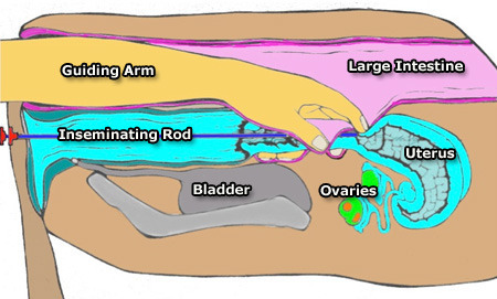 Guiding Arm Large Intestine Inseminating Rod Uterus Bladder Ovaries 