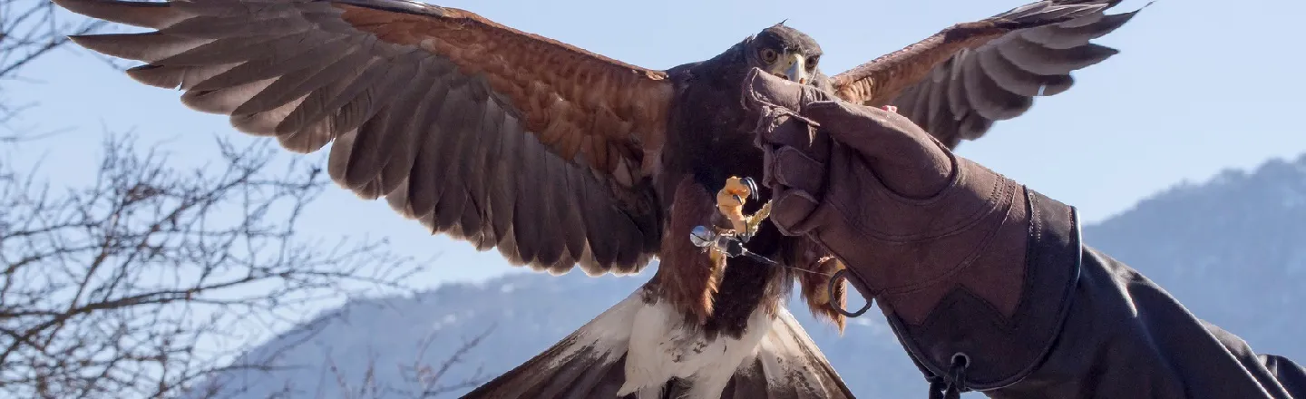 5 Reasons Hunting With Hawks Is Shockingly Awesome And Gross