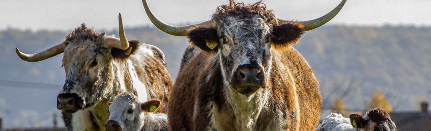 I Trick Bulls Into Gay Sex: 5 Realities Behind Your Beef