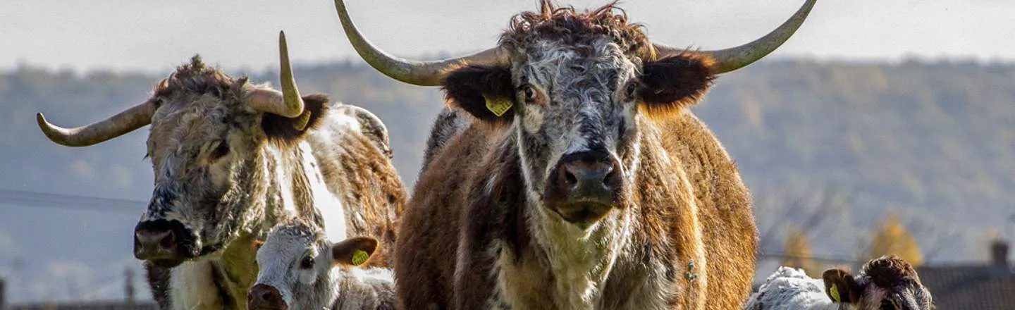 I Trick Bulls Into Gay Sex: 5 Realities Behind Your Beef