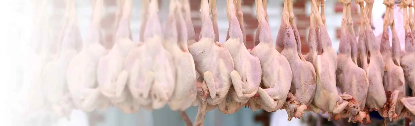 5 Things I Learned Slaughtering Millions Of Chickens