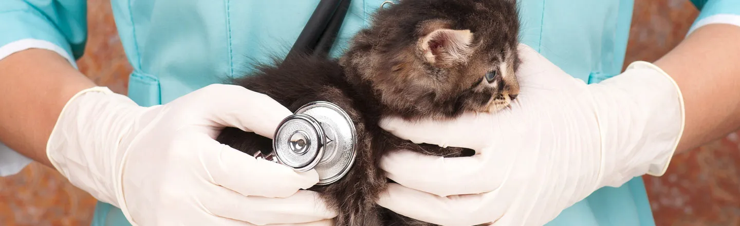 4 Shocking Reasons Veterinarians Have A Huge Risk Of Suicide