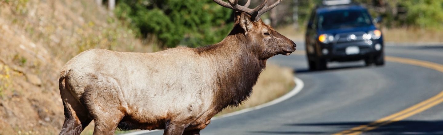 I Clean Roadkill Off Your Highways: 5 Weird Realities
