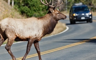 I Clean Roadkill Off Your Highways: 5 Weird Realities