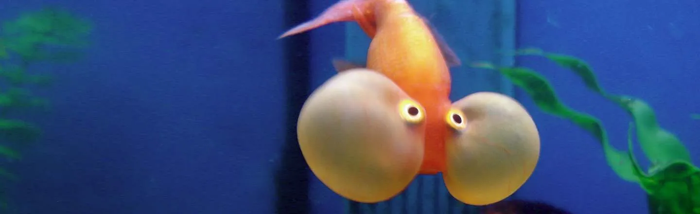 6 Gruesome Things You See Working In An Aquarium