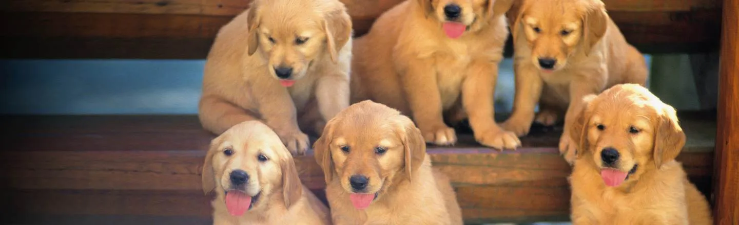 Your Purebred Is Inbred: 5 Realities Of Dog Breeding