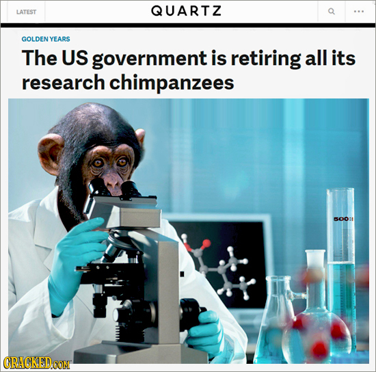 QUARTZ LATEST GOLDEN YEARS The US government is retiring all its research chimpanzees S0O: CRACKEDCONT
