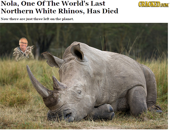 Nola, One Of The World's Last CRACKED OON Northern White Rhinos, Has Died Now there are just three left on the planet.