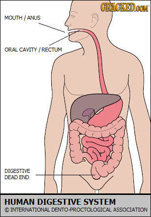 CRAGKEDo OON MOUTH ANLIS ORAL CAVITY /RECTUM DIGESTIVE DFAD END HUMAN DIGESTIVE SYSTEM C INTERNATTONAL DENTO-PROCTOLOGICAL ASSOCTATION
