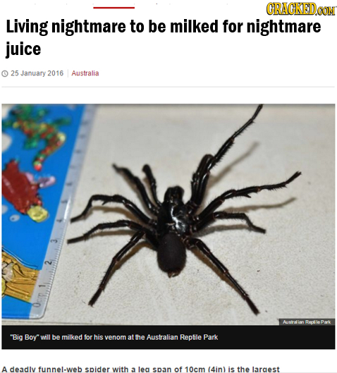 CRACKEDoO Living nightmare to be milked for nightmare juice O 25 January 2016 Australia 3 2 Australin nRecle Park Big Boy will be milked for his veno