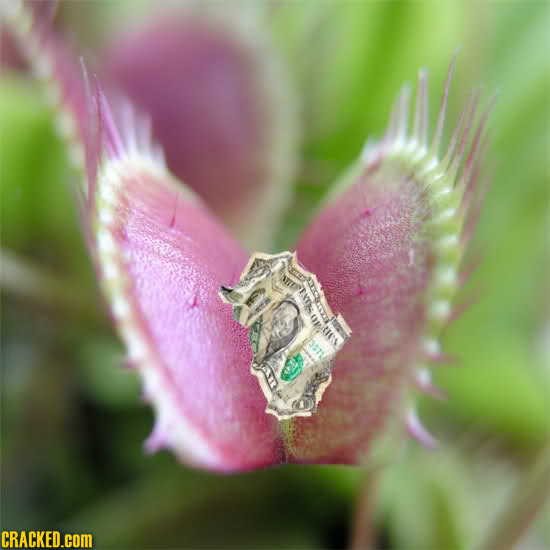 ID TNT OP.t CRACKED.coM