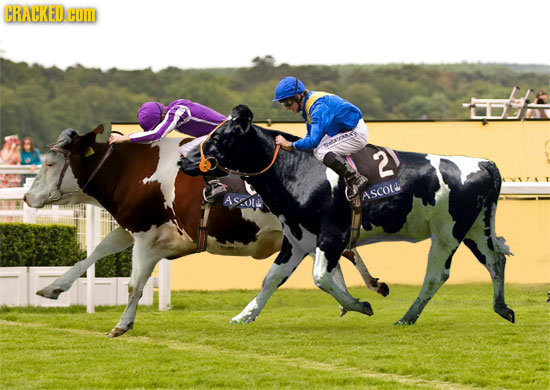 CRACKED HO o 2 Asoll Ascotu