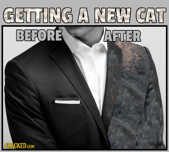 GETTING A NEW CAT BEFORE AFTER 