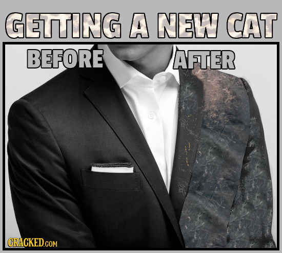 GETTING A NEW CAT BEFORE AFTER