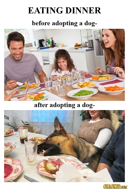 EATING DINNER before adopting a dog- after adopting a dog- FON YYOP CRACKEDOON 
