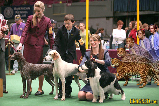 AMERKCAN KENNEL LUS CRACKEDcO