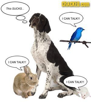 CRACKED COM This SUCKS.. I CAN TALKII CAN TALKI! CAN TALK!!