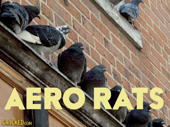 AERORATS CRACKED COM