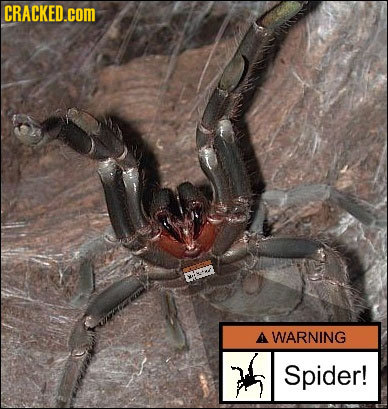 CRACKED.cOM A WARNING Spider! 