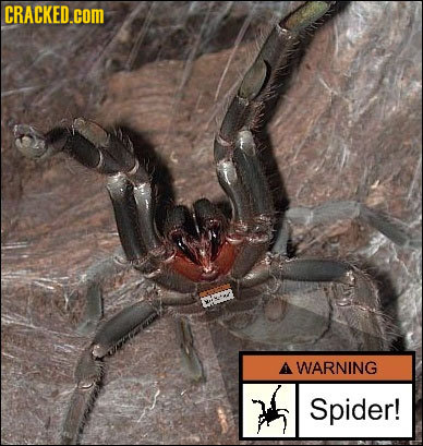 CRACKED.cOM A WARNING Spider!