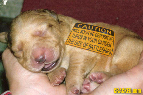 CAUTION WILL SOON TURDS BE DEPOSITING IN THE YOUR SIZE GARDEN OF BATTLESHIPS CRACKED.COM 