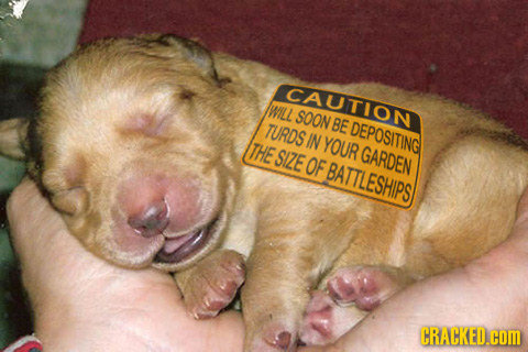 CAUTION WILL SOON TURDS BE DEPOSITING IN THE YOUR SIZE GARDEN OF BATTLESHIPS CRACKED.COM