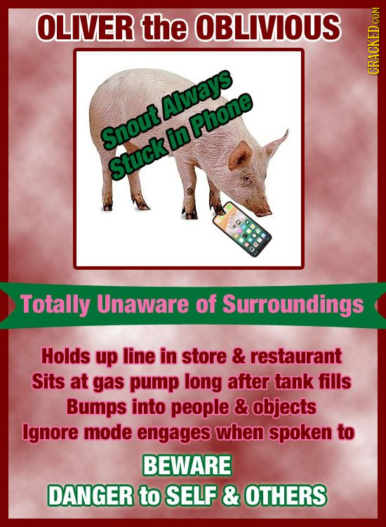 OLIVER the OBLIVIOUS CRAuh Always Phone Snout in Stuck Totally Unaware of Surroundings Holds up line in store & restaurant Sits at gas pump long after