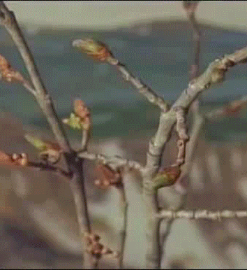 The 21 Biggest Flaws Nature Should Have Fixed By Now