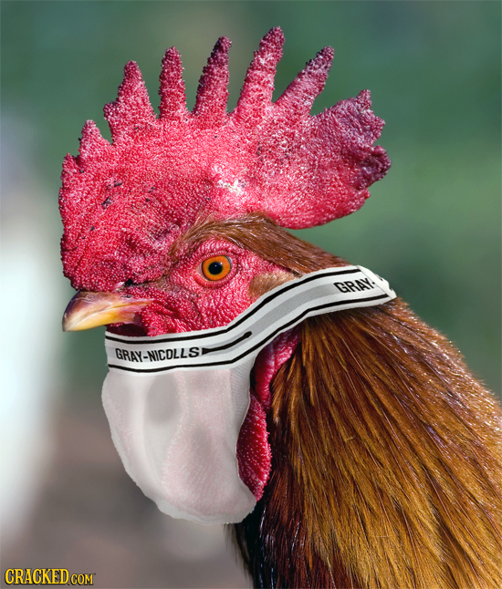 AVi GRAY GRAY-NICOLLS